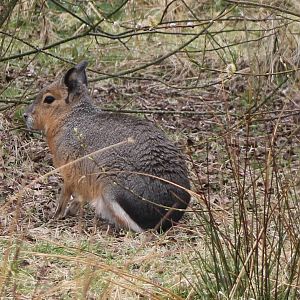 patagonian cavy