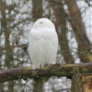 snowy owl