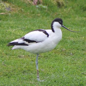 avocet