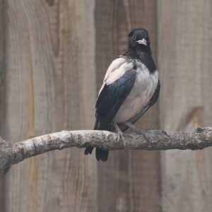 rose-coloured starling