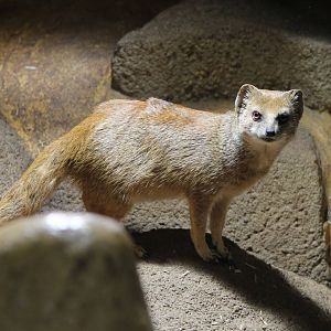 yellow mongoose