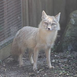 corsac fox