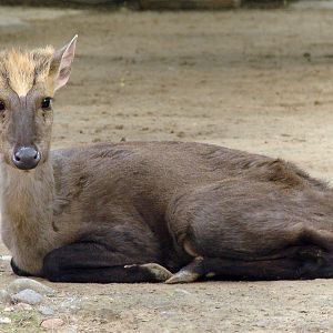 Muntiacus crinifrons / Black Muntjac (male)