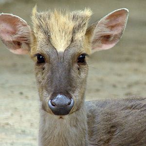 Muntiacus crinifrons / Black Muntjac (male)