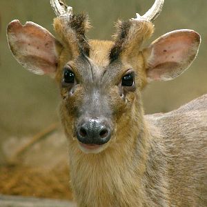 Muntiacus reevesi / Chinese, or Reeves's Muntjac (male)