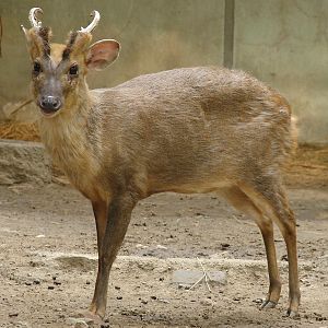 Muntiacus reevesi / Chinese, or Reeves's Muntjac (male)
