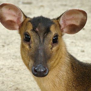 Muntiacus reevesi / Chinese, or Reeves's Muntjac (female)