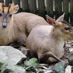 Muntiacus reevesi / Chinese, or Reeves's Muntjac (pair)