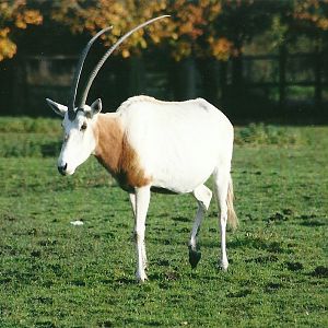 Scimitar-horned Oryx 1st November 2012