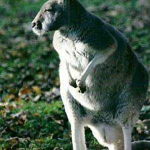 Red Kangaroo 1st November 2012