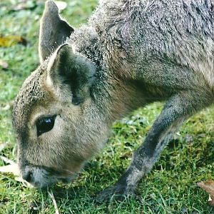 Patagonian Cavy 1st November 2012