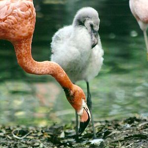 Flamingos 1st November 2012