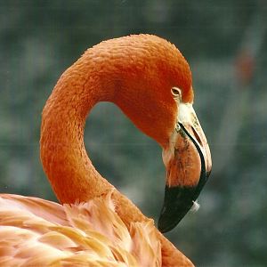 Caribbean Flamingo 1st November 2012