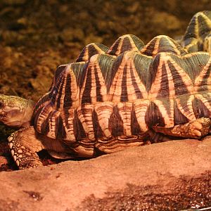 Burmese Starred Tortoise (Geochelone platynota)