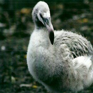 Flamingo chick 1st November 2012