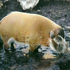 Red River Hog 1st November 2012
