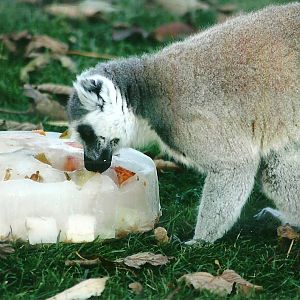 Ring-tailed Lemur 1st November 2012