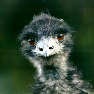 Emu 1st November 2012