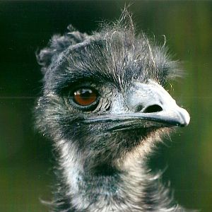 Emu 1st November 2012