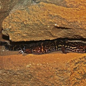 Yucatan Banded Gecko (Coleonyx elegans)