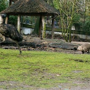 Wombat chasing emu