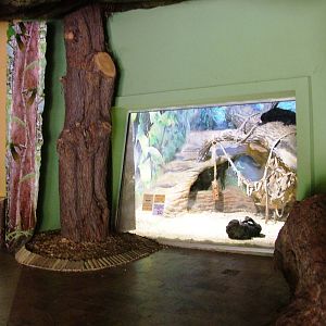 Sun Bear Indoor Exhibit at Usti, 29/08/12