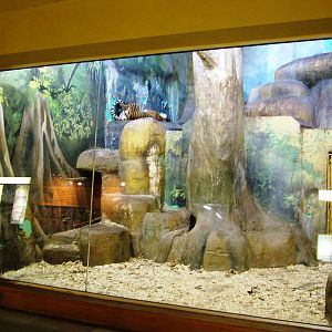 Tiger Indoor Exhibit at Usti, 29/08/12