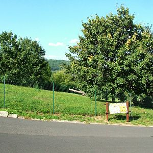 Cheetah Exhibit at Usti, 29/08/12