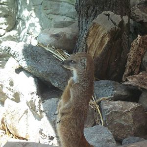 more yellow mongoose