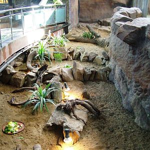 Tortoises in Elephant Dry Moat at Usti, 29/08/12