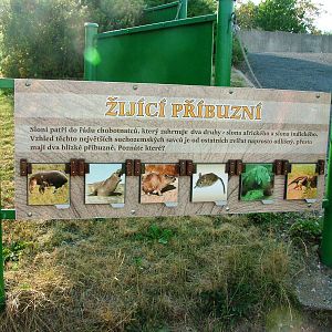 Spot the Afrotherian at Usti, 29/08/12