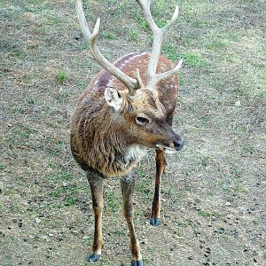 Vietnamese Sika at Usti, 29/08/12