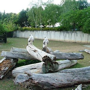 Nilgai/Vulture Paddock at Usti, 29/08/12