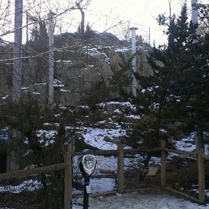 Snow Leopard Exhibit 1-10-13