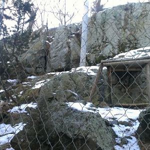 Snow Leopard Exhibit 1-10-13