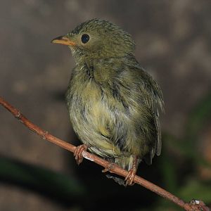 Female Golden Headed or Red-Capped Manakin
