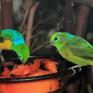 Blue-Naped Cholophonia
