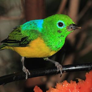 Blue-Naped Cholophonia