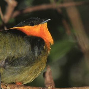 Golden-Collared Manakin