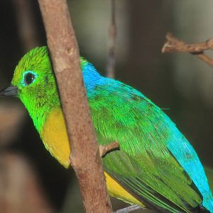 Blue-Naped Cholophonia