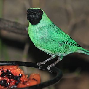 Swallow Tanager