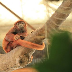 Red Howler Monkey