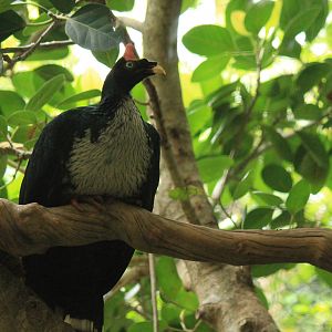 Horned Guan
