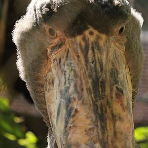 Shoebill