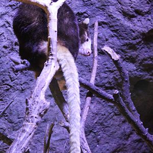 Matschie's Tree Kangaroo