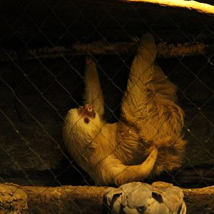 Hoffmann's Two-Toed Sloth