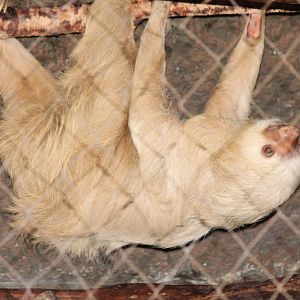 Hoffmann's Two-Toed Sloth