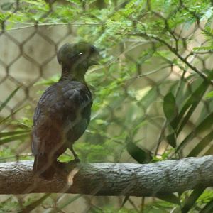 Umbrella Bird