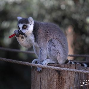 lemur eating licorice