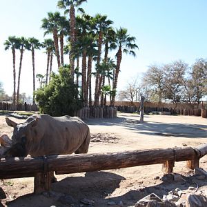 white rhino exhibit
